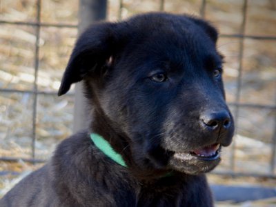 Big Dog Litter - 9 weeks old - Attila