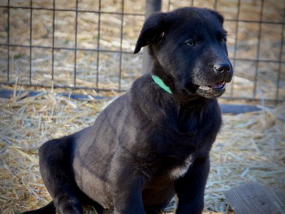 Big Dog Litter - 9 weeks old - Attila
