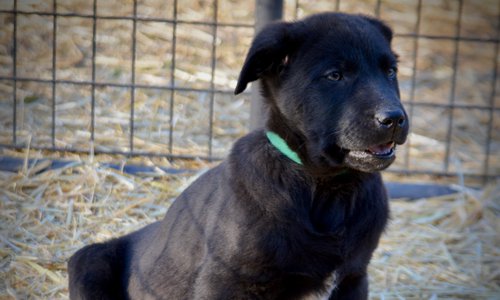 Big Dog Litter - 9 weeks old - Attila