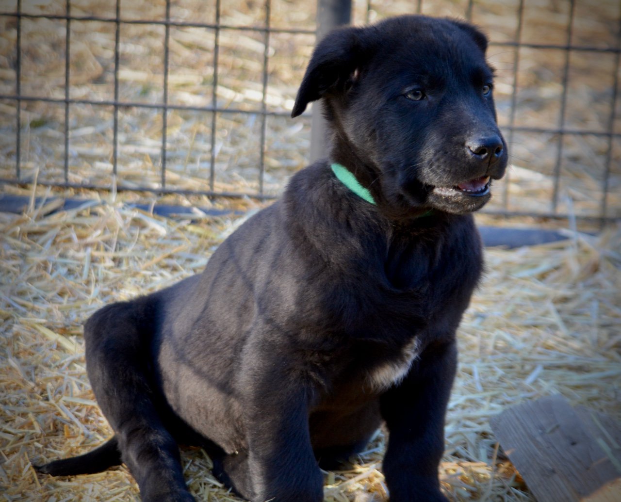 Big Dog Litter - 9 weeks old - Attila