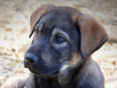 Big Dog Litter - 9 weeks old - Brutus1