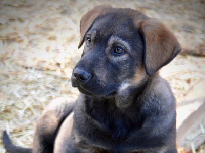 Big Dog Litter - 9 weeks old - Brutus1