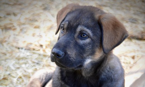 Big Dog Litter - 9 weeks old - Brutus1