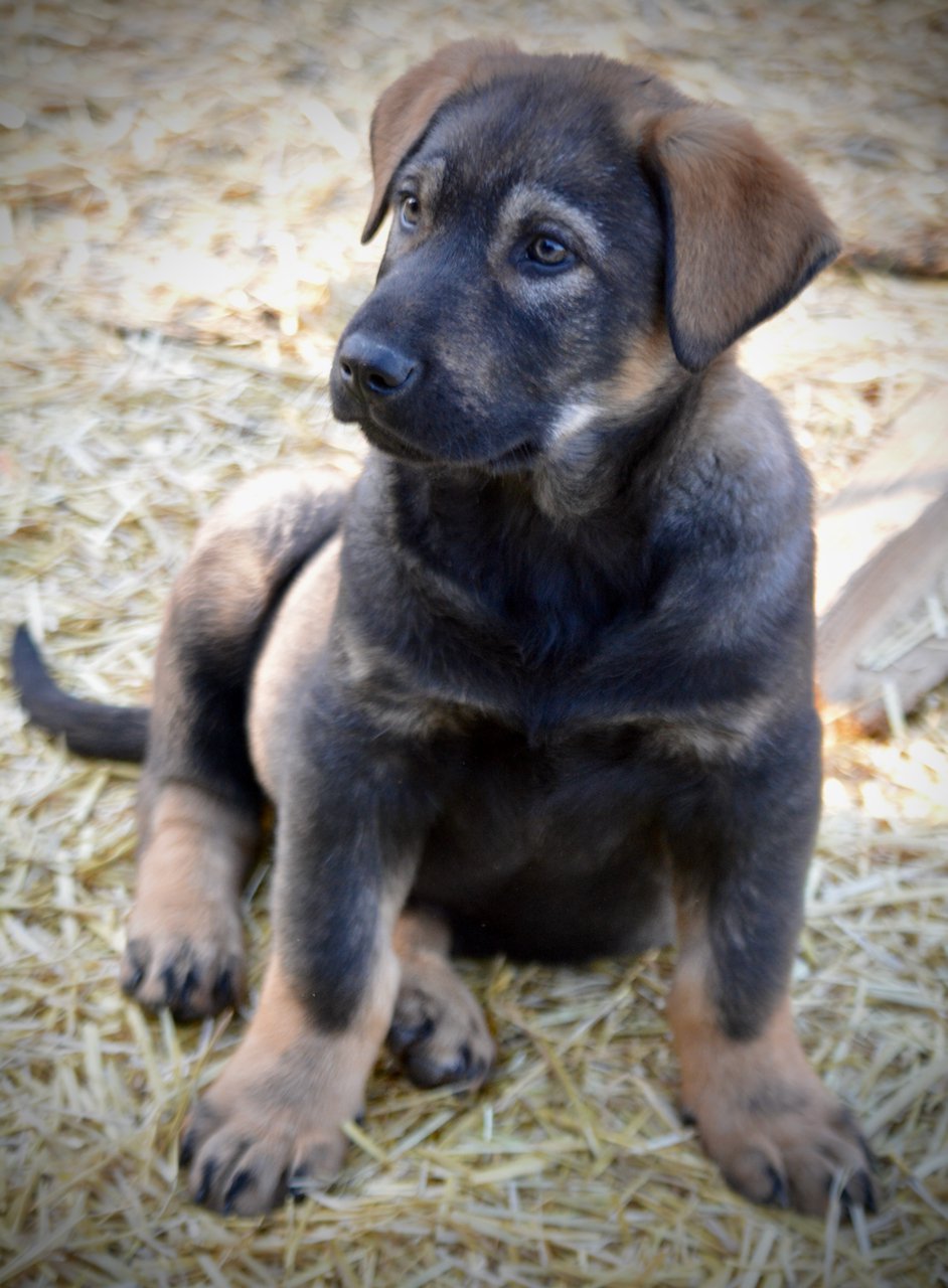 Big Dog Litter - 9 weeks old - Brutus1