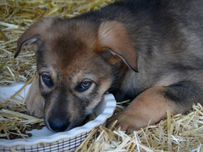 Big Dog Litter - 9 weeks old - Marmaduke1