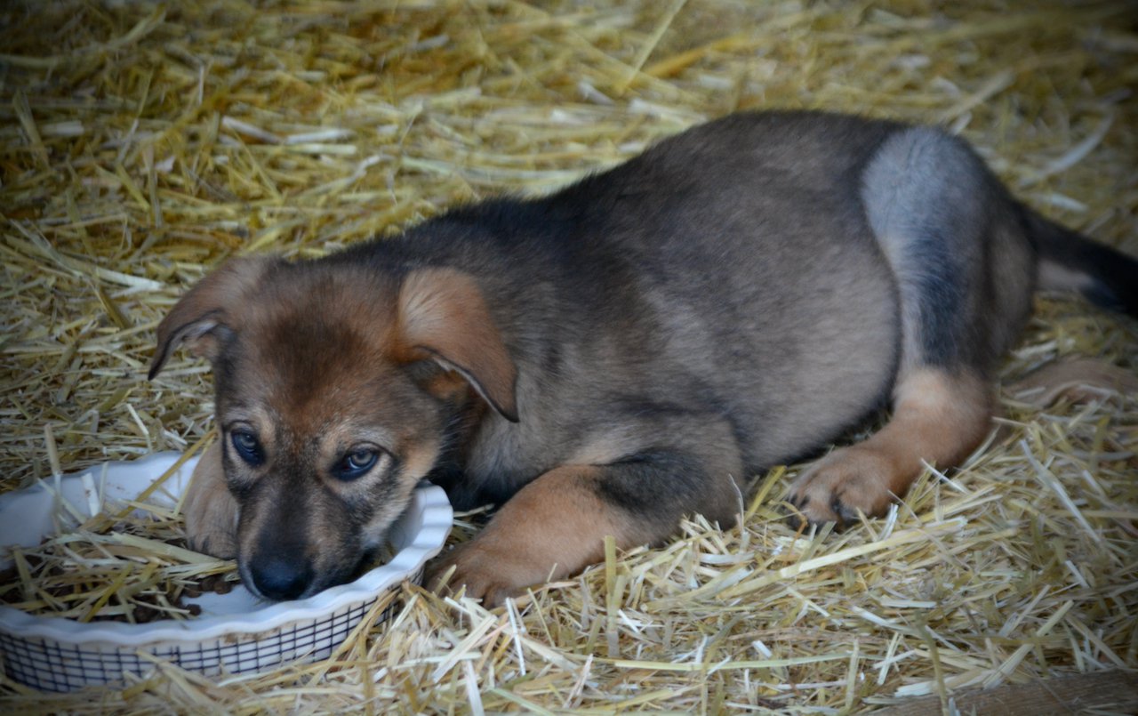 Big Dog Litter - 9 weeks old - Marmaduke1