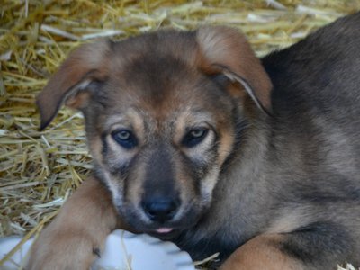 Big Dog Litter - 9 weeks old - Marmaduke2