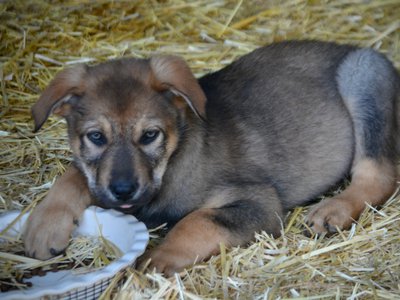 Big Dog Litter - 9 weeks old - Marmaduke2
