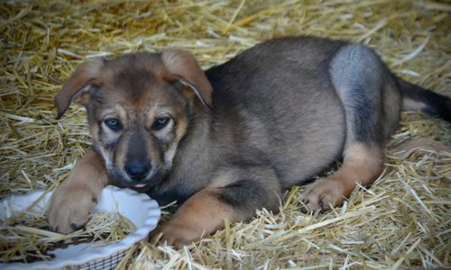 Big Dog Litter - 9 weeks old - Marmaduke2