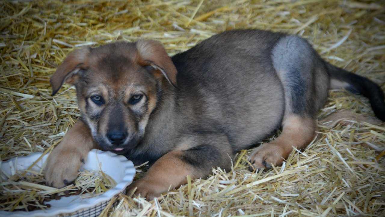 Big Dog Litter - 9 weeks old - Marmaduke2