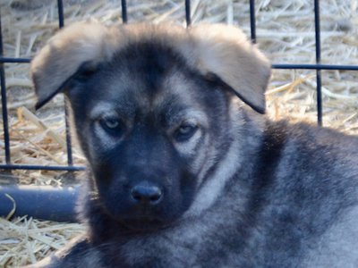 Big Dog Litter - 9 weeks old - Zantanna