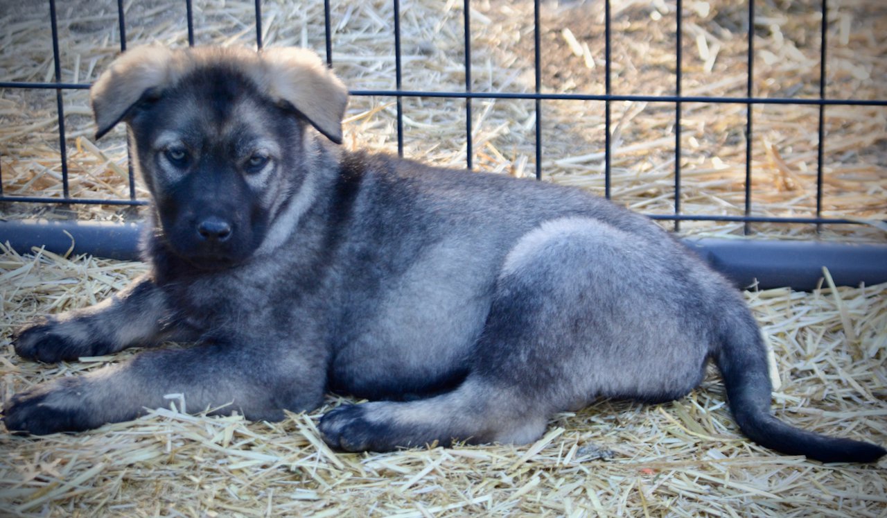 Big Dog Litter - 9 weeks old - Zantanna