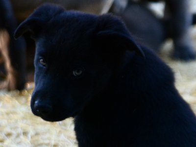 Big Dog Litter - 9 weeks old - Usul