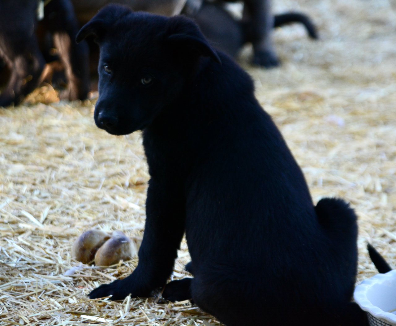 Big Dog Litter - 9 weeks old - Usul