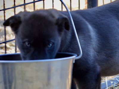 Big Dog Litter - 9 weeks old - Sparticus4