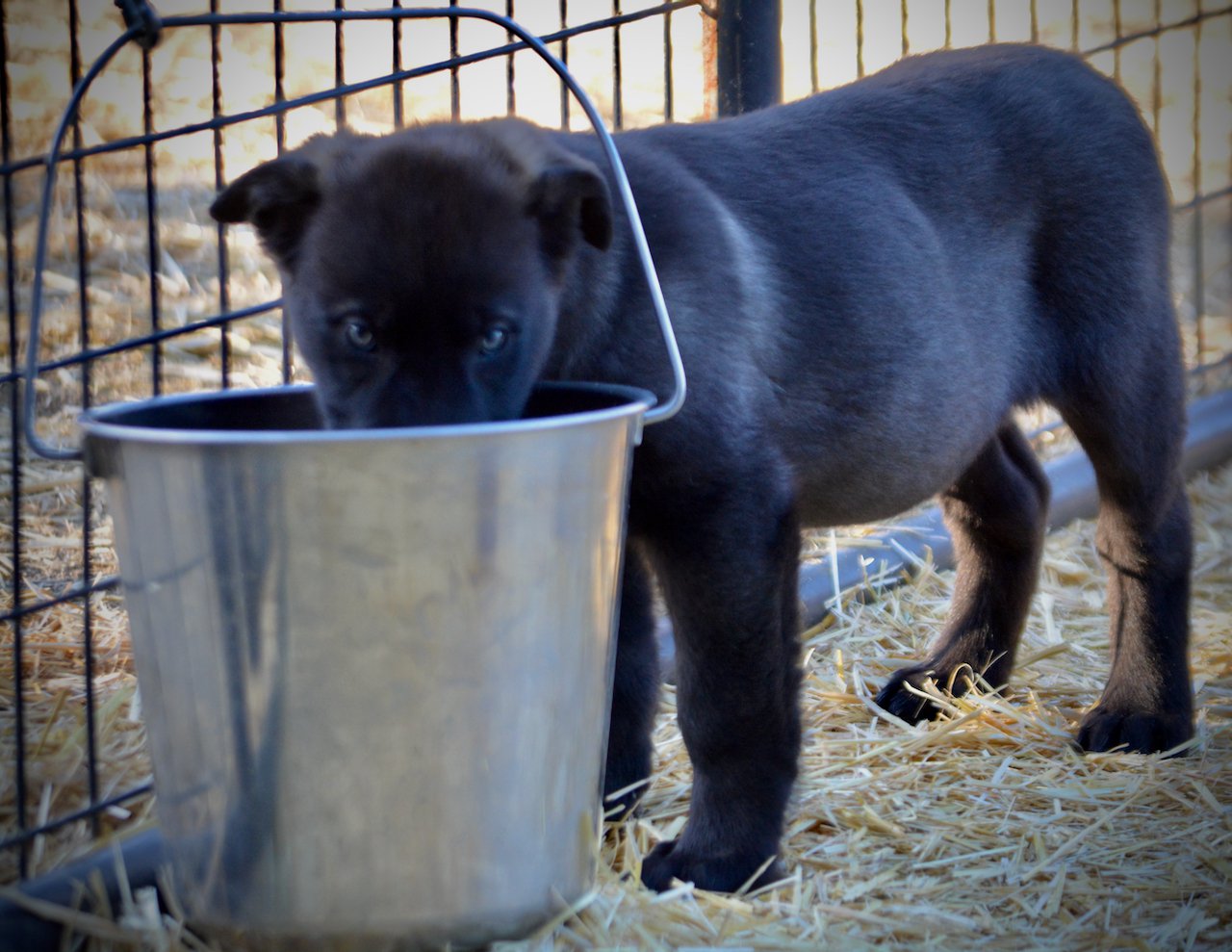 Big Dog Litter - 9 weeks old - Sparticus4