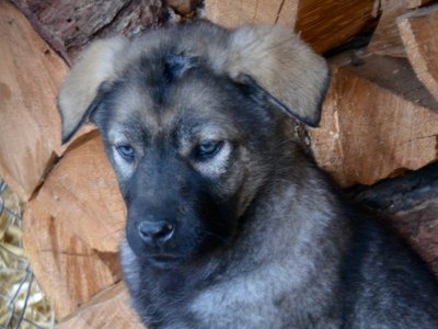 Big Dog Litter - 9 weeks old - Zantanna4