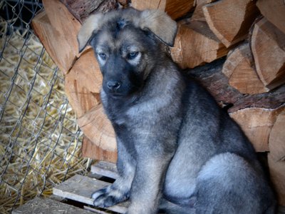 Big Dog Litter - 9 weeks old - Zantanna4