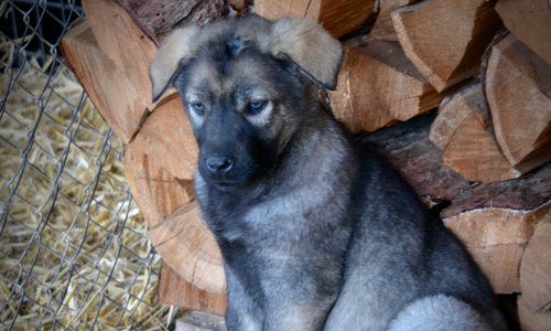Big Dog Litter - 9 weeks old - Zantanna4