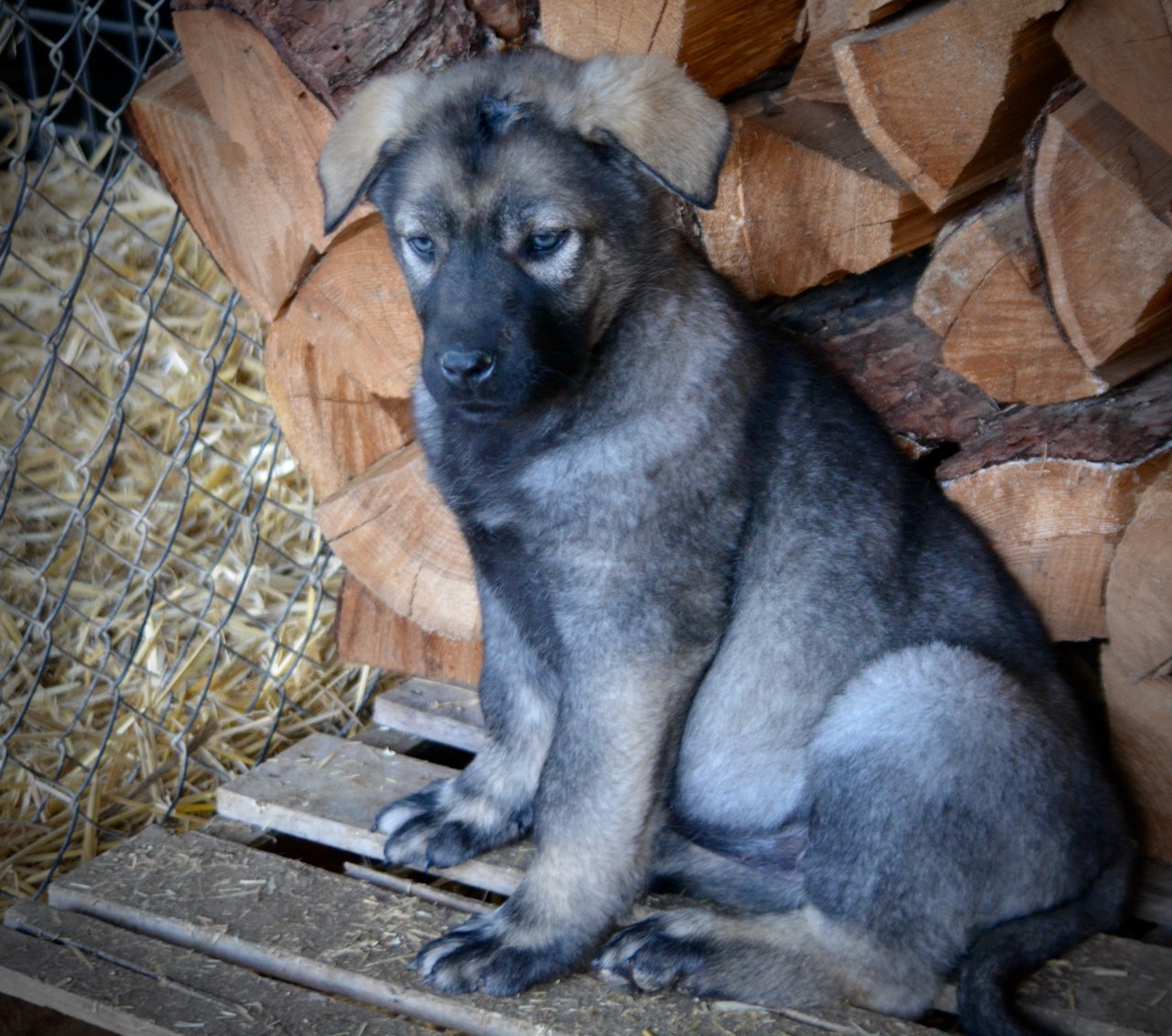 Big Dog Litter - 9 weeks old - Zantanna4
