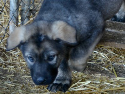 Big Dog Litter - 9 weeks old - Zantanna2