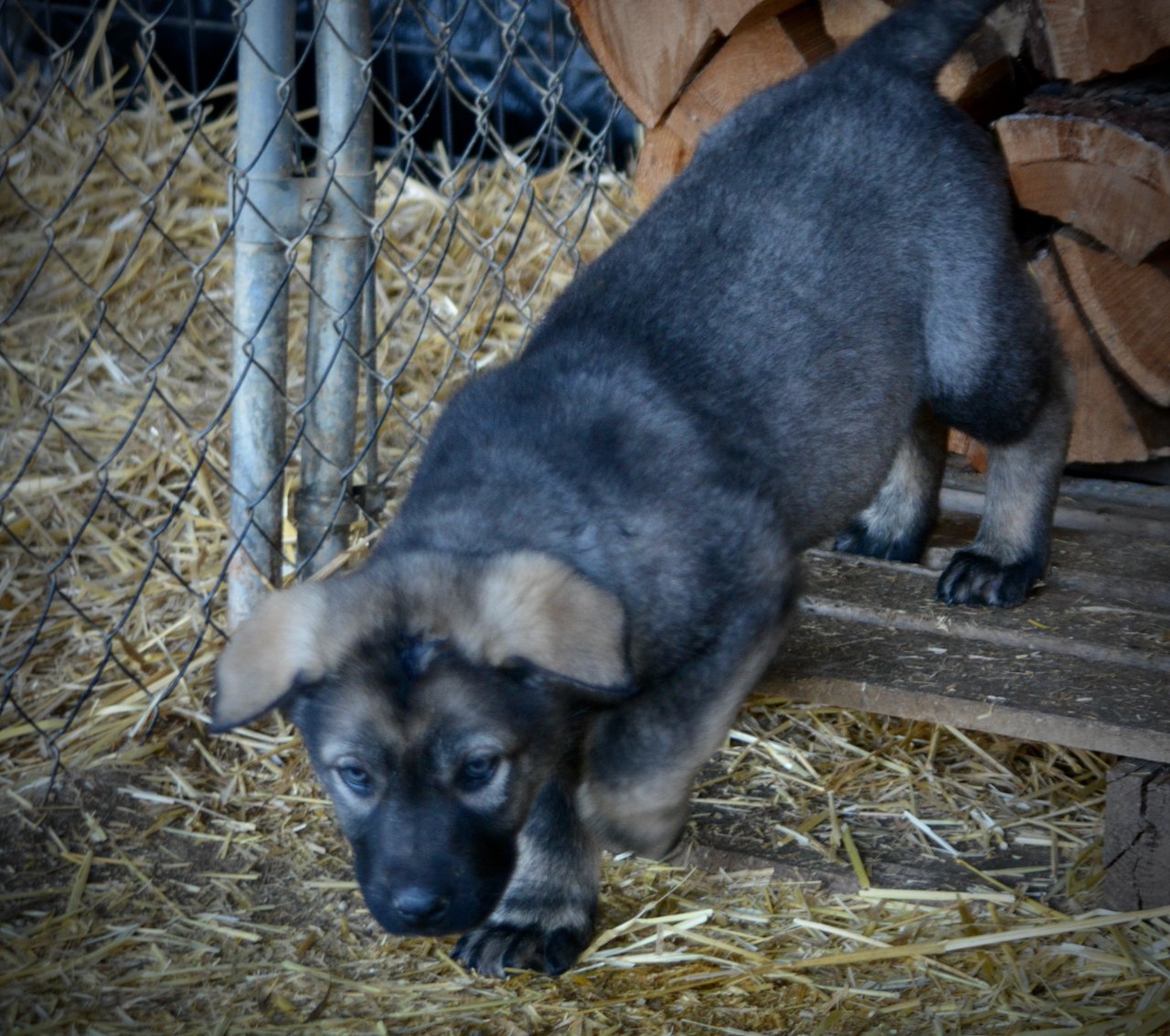 Big Dog Litter - 9 weeks old - Zantanna2