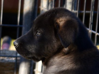 Big Dog Litter - 9 weeks old - Sparticus4