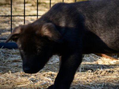 Big Dog Litter - 9 weeks old - Usul6