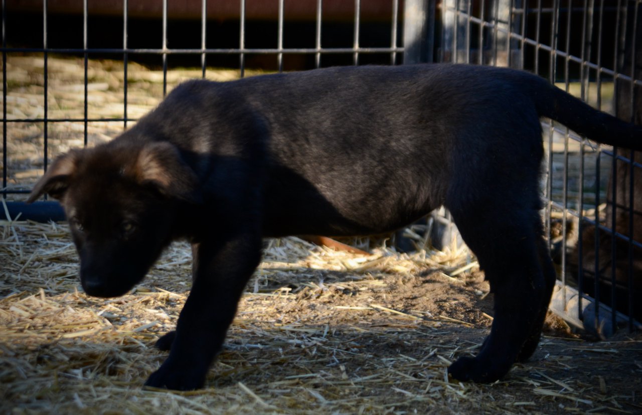 Big Dog Litter - 9 weeks old - Usul6