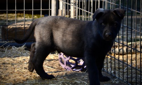 Big Dog Litter - 9 weeks old - Usul7