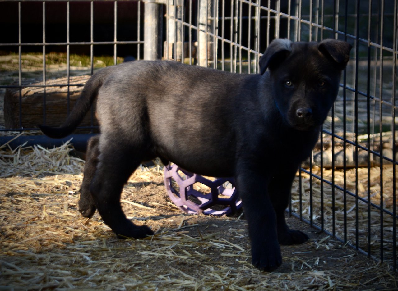 Big Dog Litter - 9 weeks old - Usul7