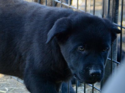 Big Dog Litter - 9 weeks old - Sparticus