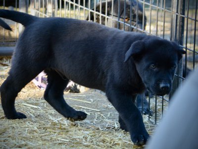 Big Dog Litter - 9 weeks old - Sparticus