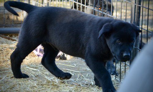 Big Dog Litter - 9 weeks old - Sparticus