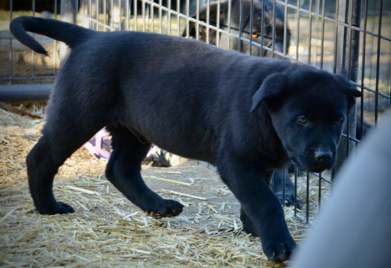 Big Dog Litter - 9 weeks old - Sparticus
