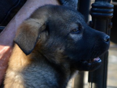 Big Dog Litter - 9 weeks old - Brutus2