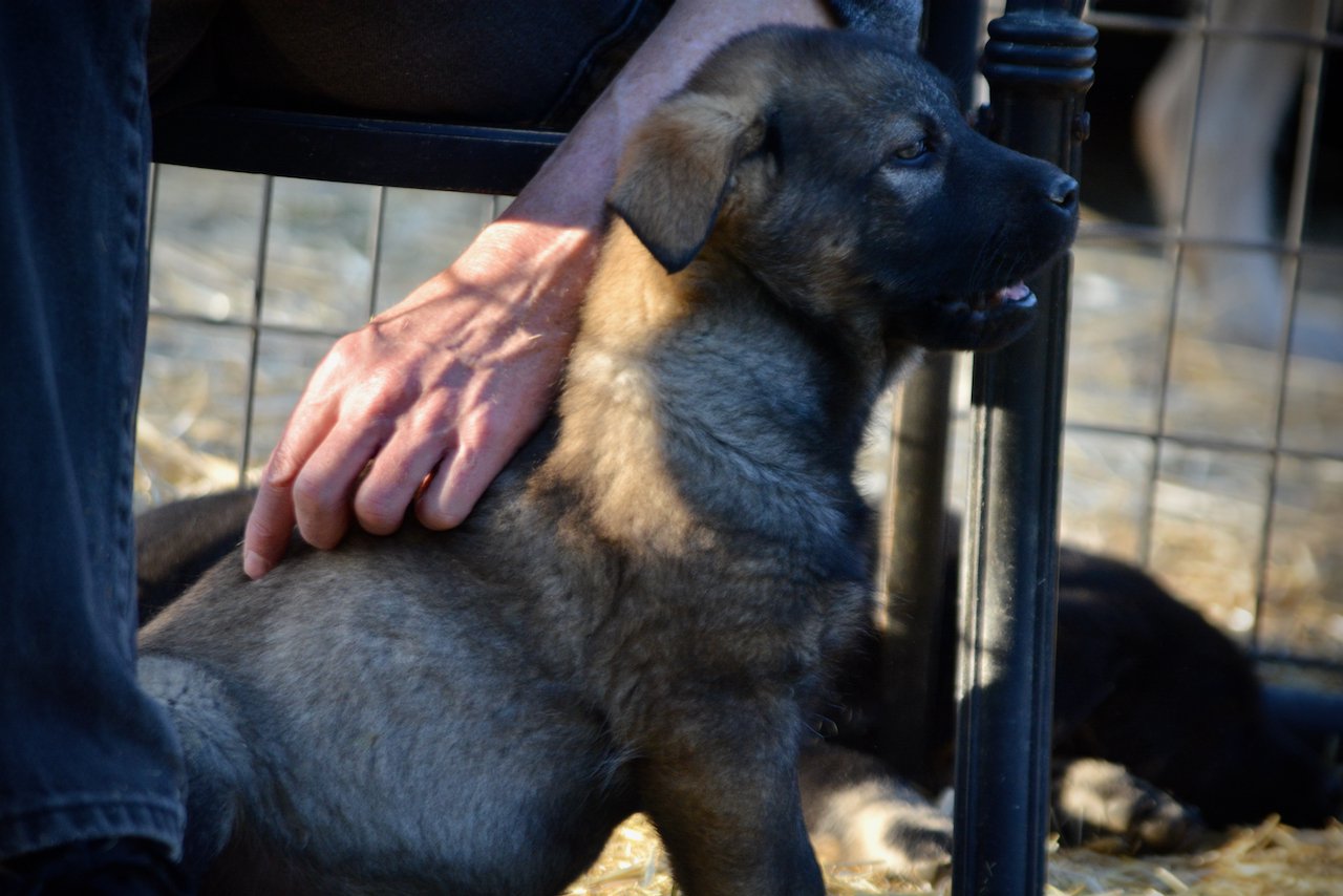 Big Dog Litter - 9 weeks old - Brutus2