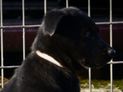 Big Dog Litter - 9 weeks old - Usul3