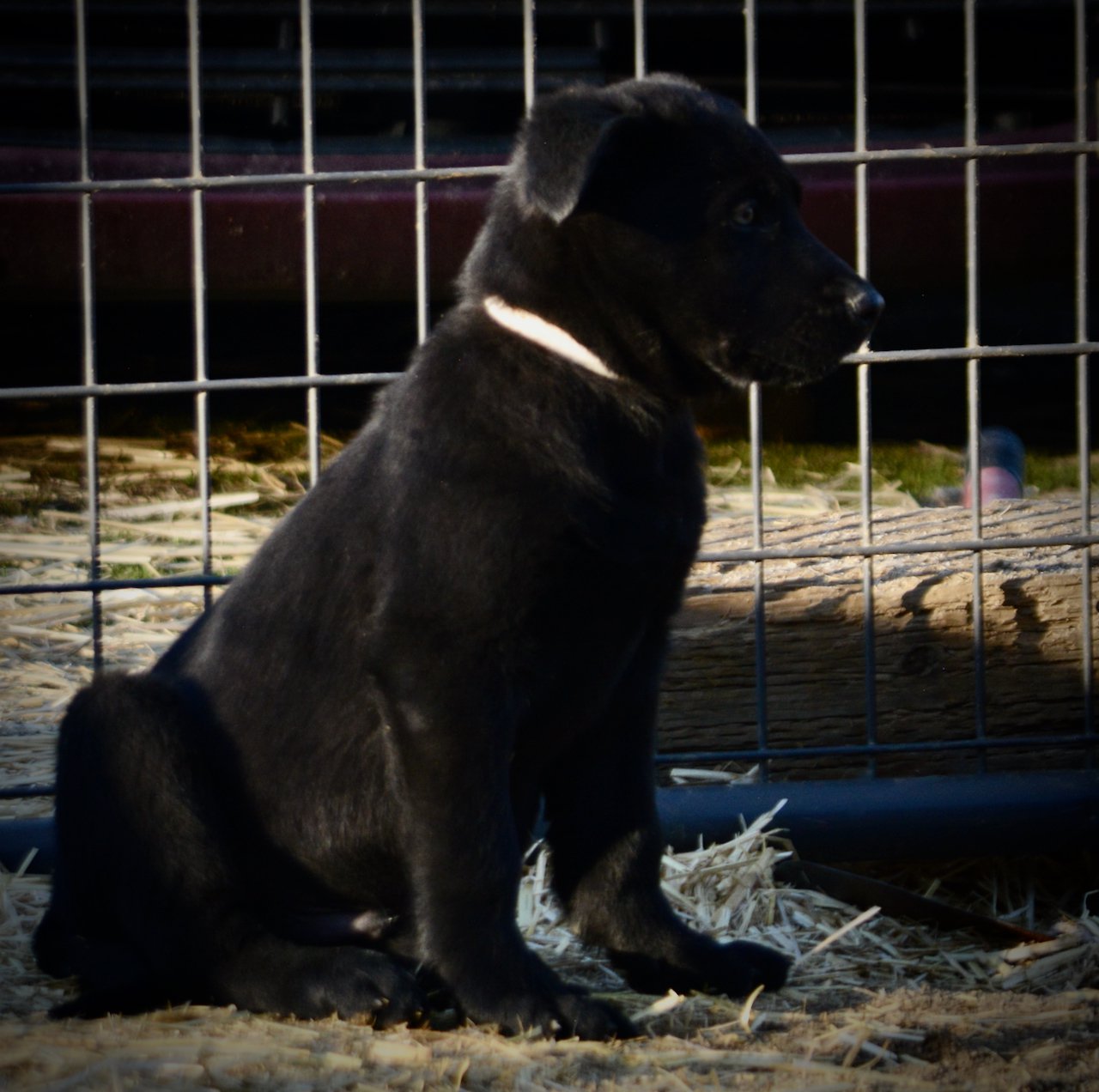 Big Dog Litter - 9 weeks old - Usul3