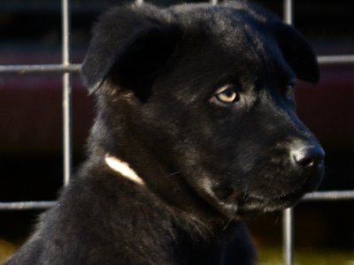 Big Dog Litter - 9 weeks old - Usul4