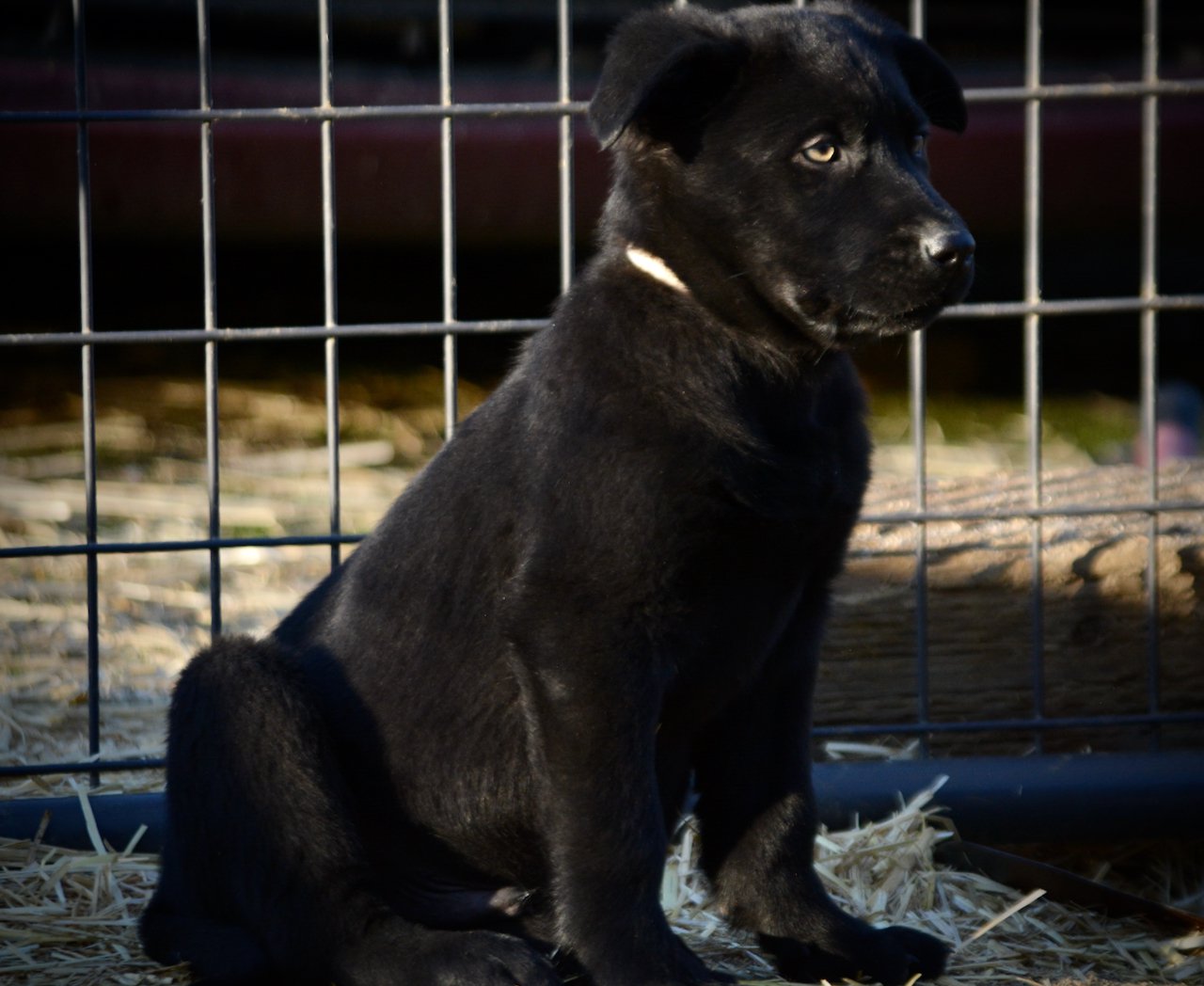 Big Dog Litter - 9 weeks old - Usul4