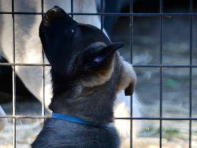 Big Dog Litter - 9 weeks old - Colossus