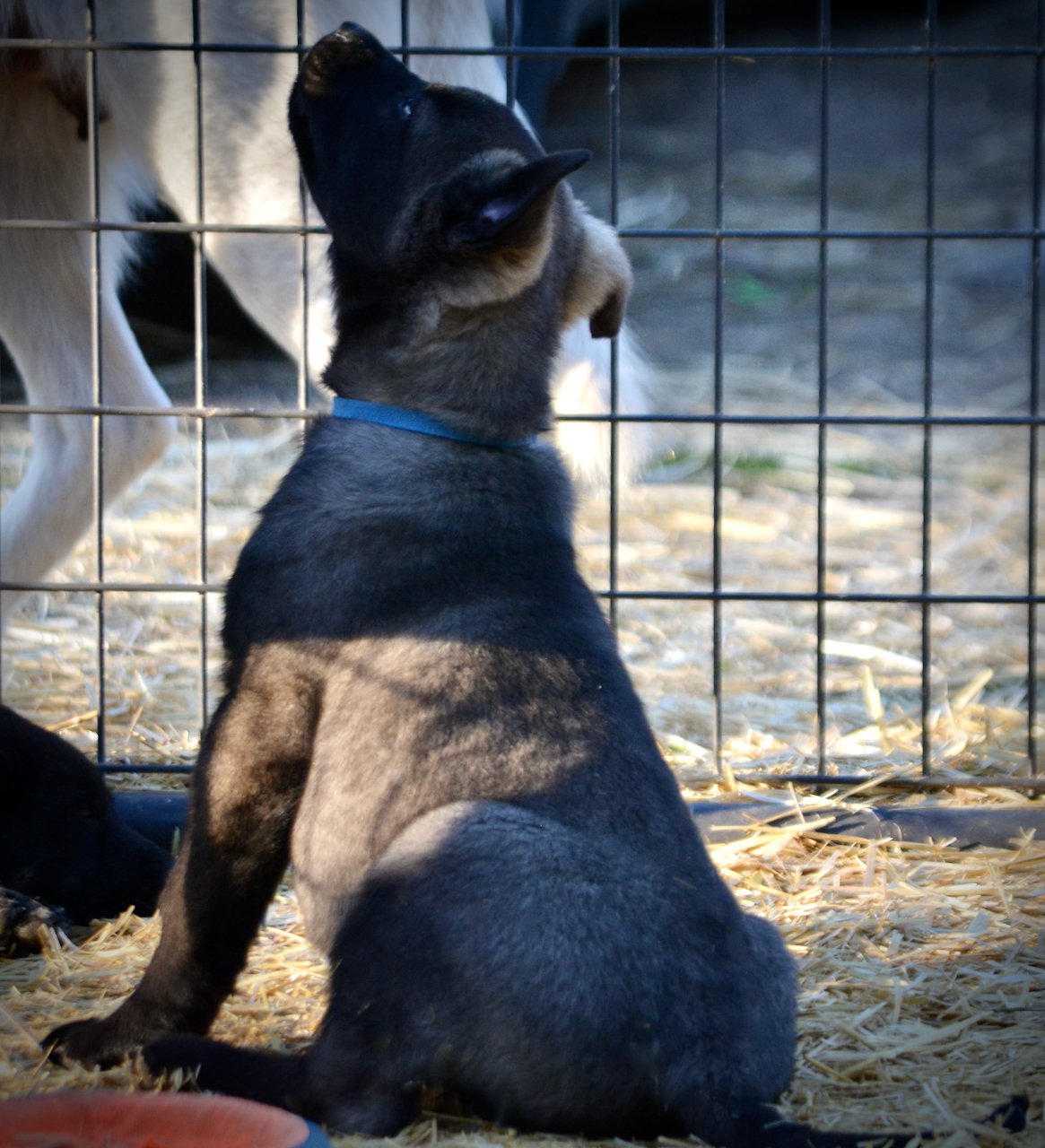 Big Dog Litter - 9 weeks old - Colossus