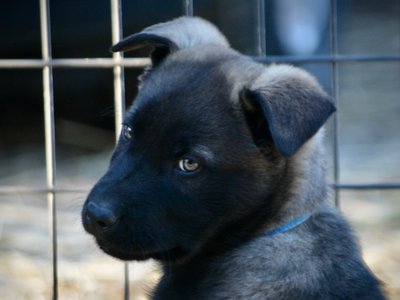 Big Dog Litter - 9 weeks old - Colossus4