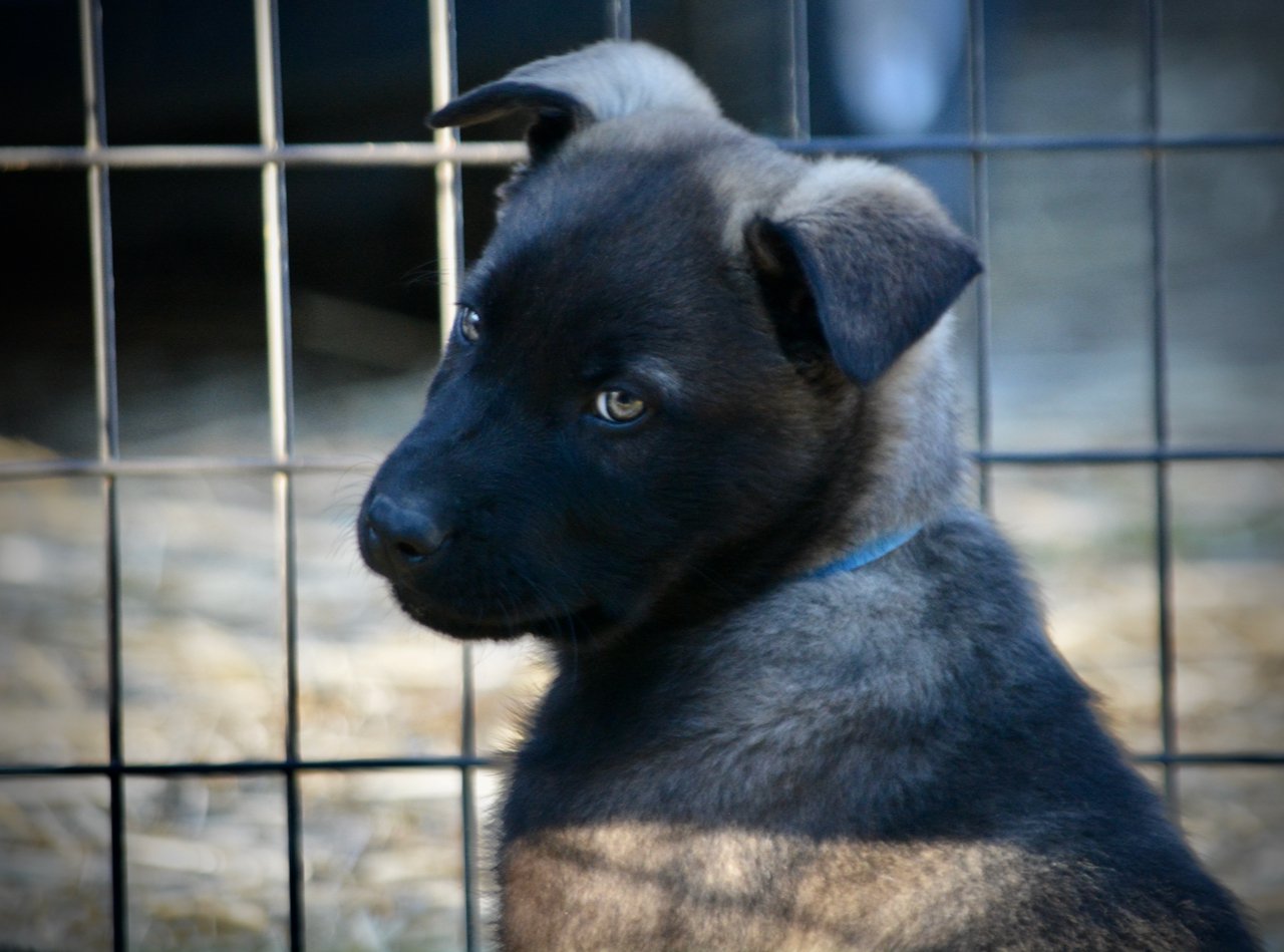 Big Dog Litter - 9 weeks old - Colossus4