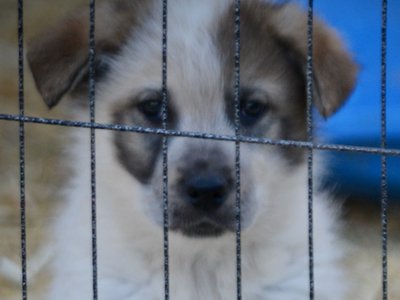 Candy Crush - 7 weeks old - Lollipop Meadow1