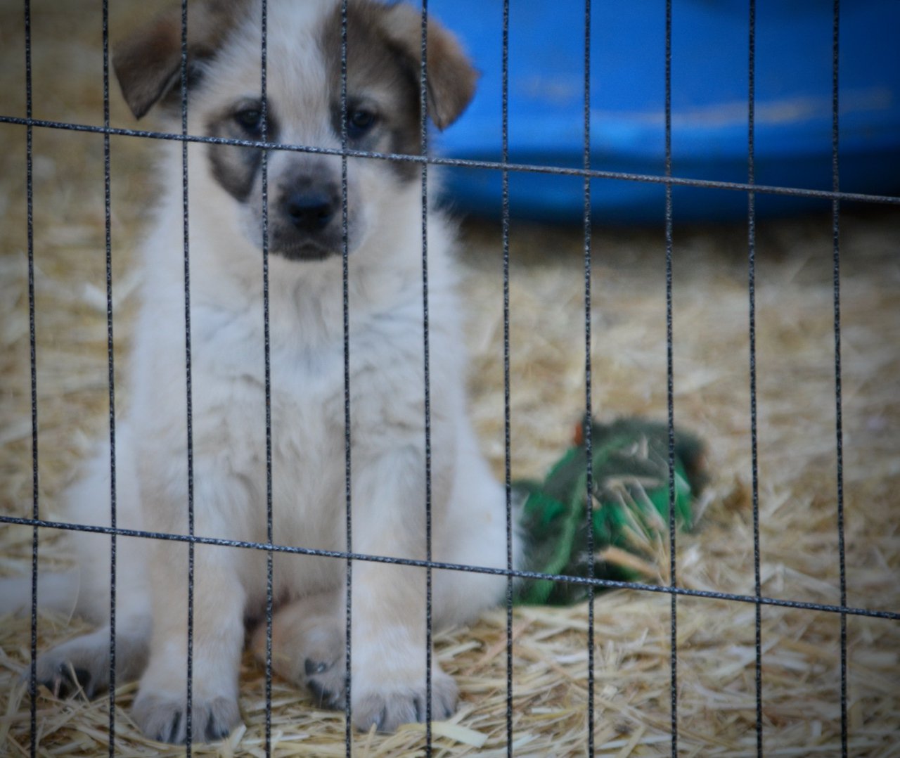 Candy Crush - 7 weeks old - Lollipop Meadow1