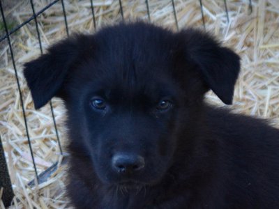 Candy Crush - 7 weeks old - Mr Toffee