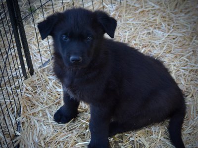 Candy Crush - 7 weeks old - Mr Toffee