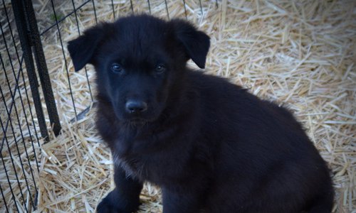 Candy Crush - 7 weeks old - Mr Toffee